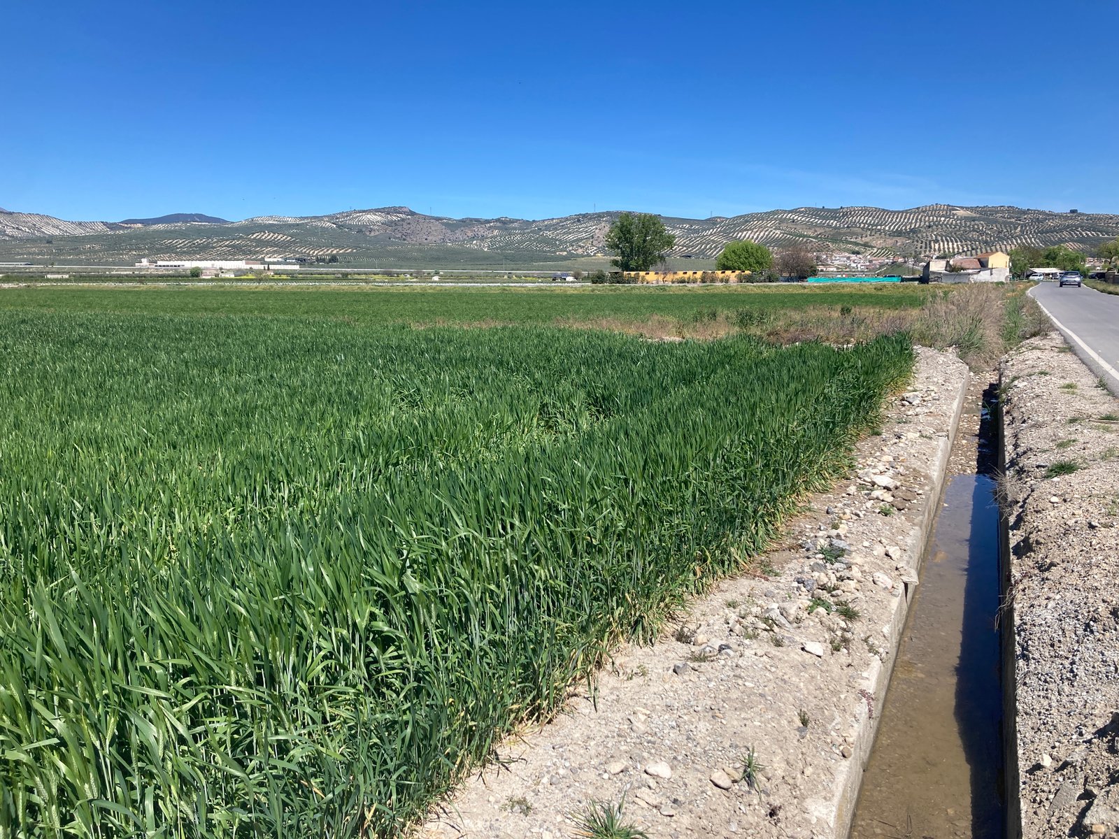 12. IMG_2516.JPG 5abr26 SP brazal con agua