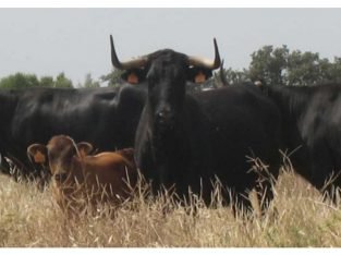 BUSCO TRABAJO EN EL CAMPO