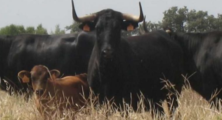 BUSCO TRABAJO EN EL CAMPO