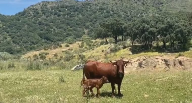 VACAS CRUZADAS