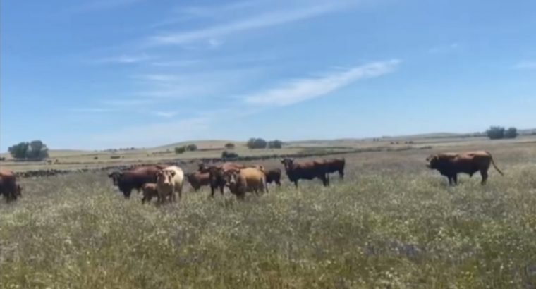 VACAS CRUZADAS