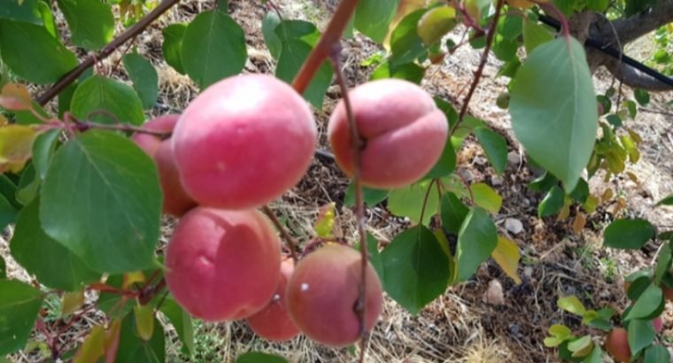 FINCA AGRÍCOLA