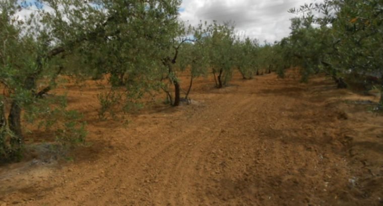 VENTA FINCA RUSTICA REGADIO