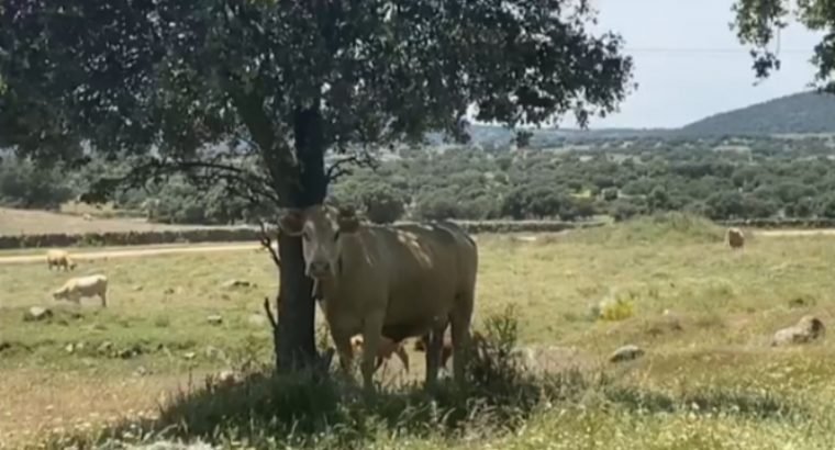 VACAS CRUZADAS