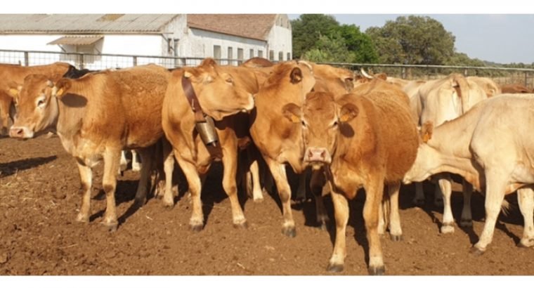 VACAS CRUZADAS JÓVENES INCORPORACION