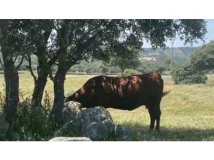 VACAS CRUZADAS