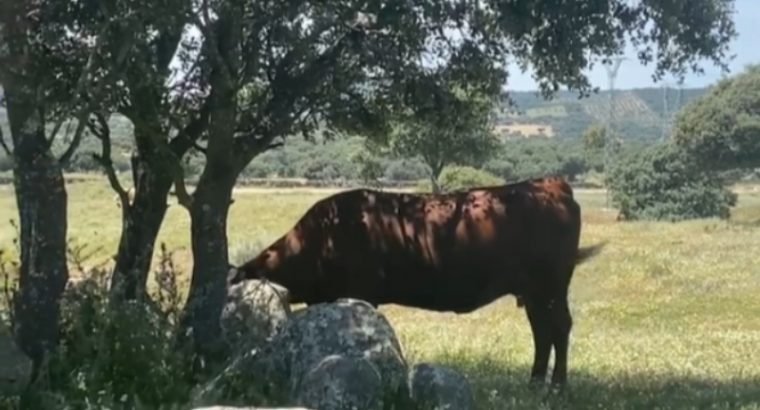 VACAS CRUZADAS