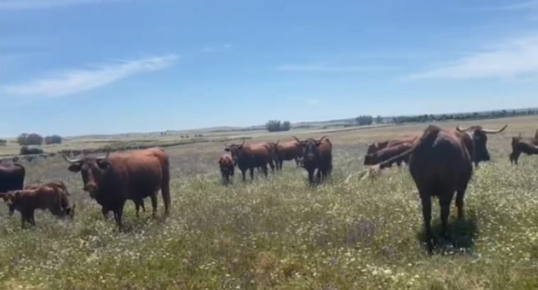 VACAS CRUZADAS