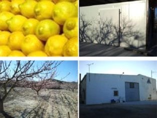 Venta de Limones en Murcia