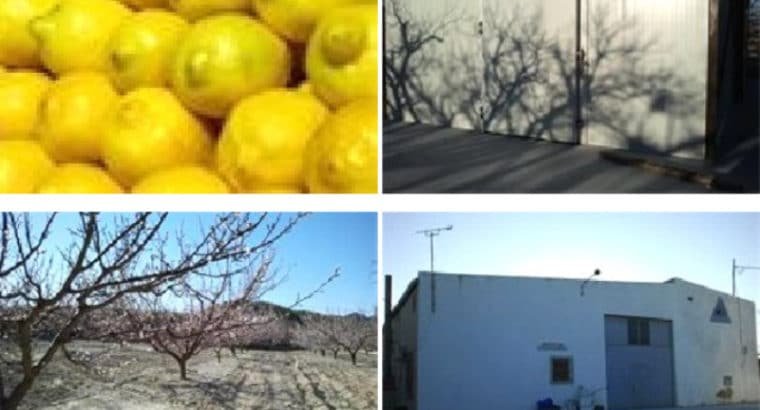 Venta de Limones en Murcia