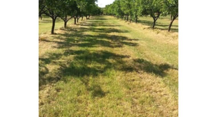 Venta de Nueces en Navarra