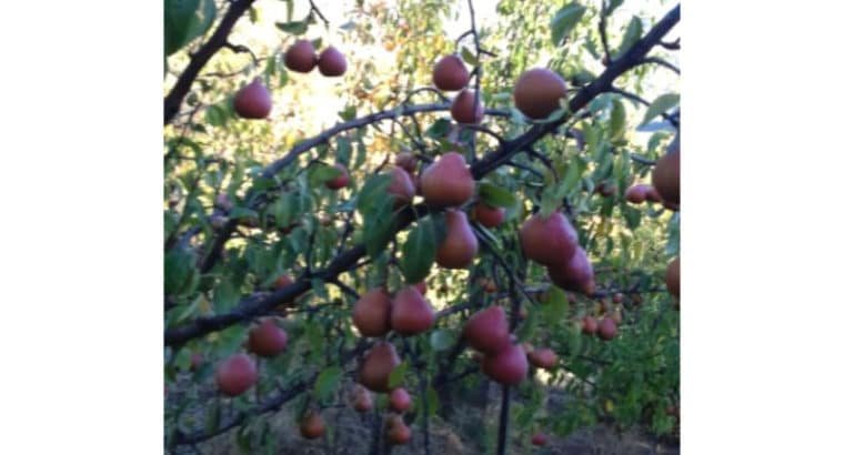 Venta de Frutas de hueso en Murcia