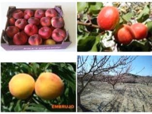 Venta de Frutas de hueso en Murcia