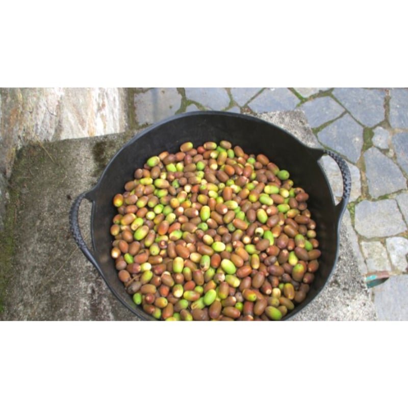 Venta de Bellotas de roble en Lugo