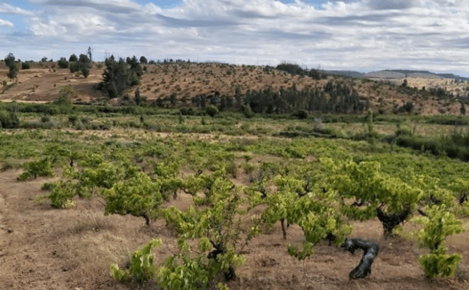 Hermosos terrenos en Sauzal VII region