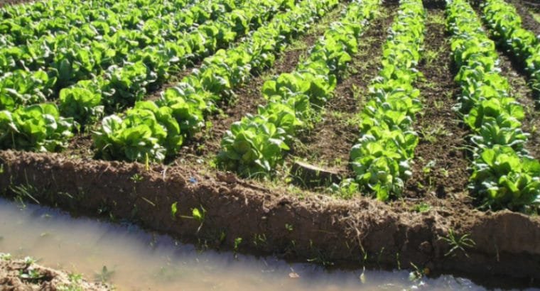 Agricultura ecológica