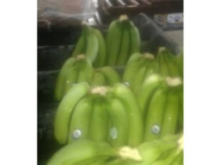 Se vende banano verde. valery en cajas