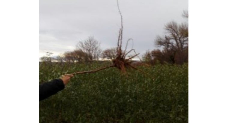 Se vende se vende planta de almendro y pistacho.