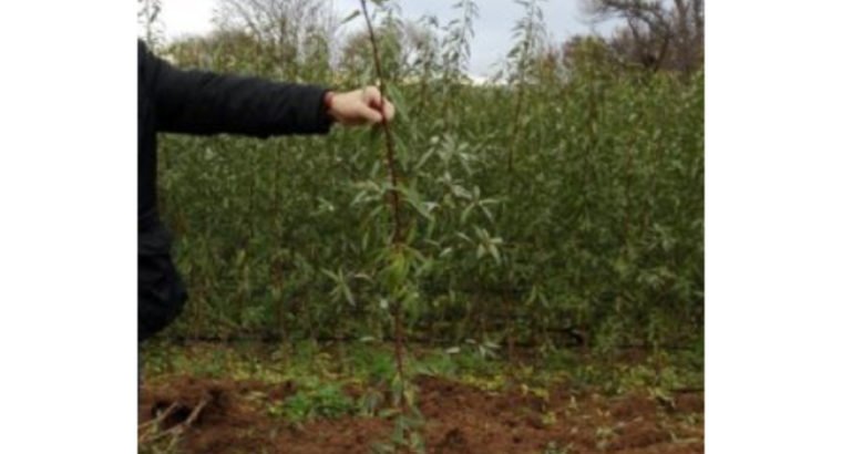 Se vende se vende planta de almendro y pistacho.