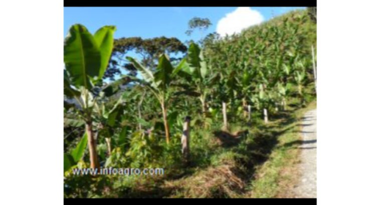 Se vende terreno 2 hectareas con mucha agua y queb