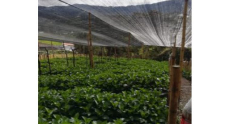 Se vende finca productora de hortencia en la unión