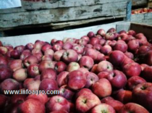 Se vende peras, manzanas y ciruelas