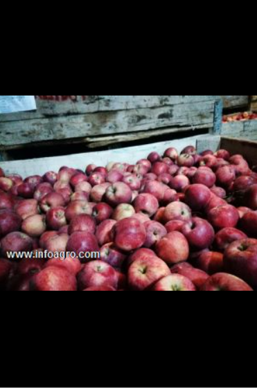 Se vende peras, manzanas y ciruelas