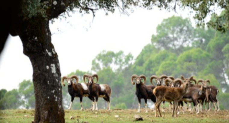 FINCA DE CAZA MAYOR CON 350 HAS