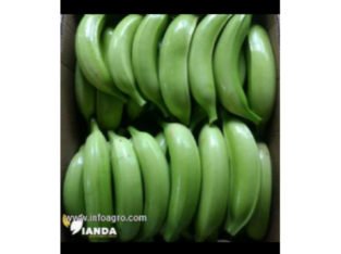 Se vende platano hartón desde colombia exportacion