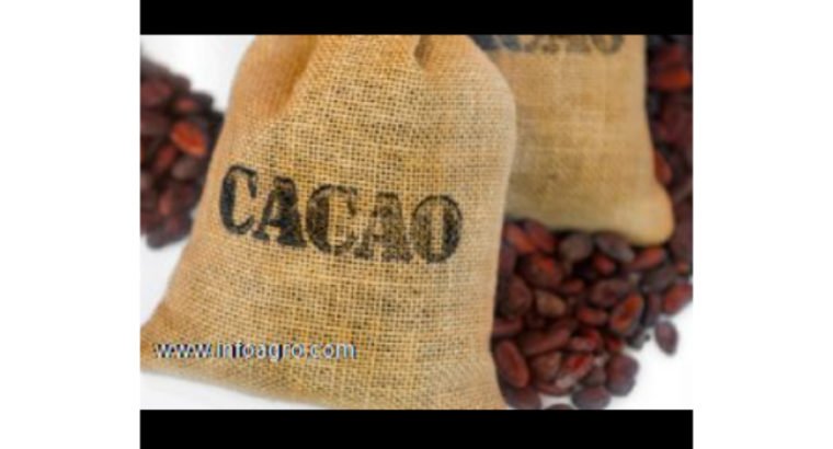 Se vende almendra de cacao seco