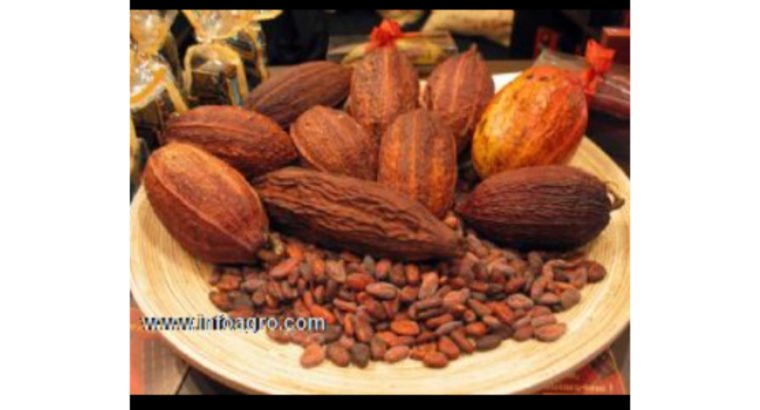 Se vende almendra de cacao seco