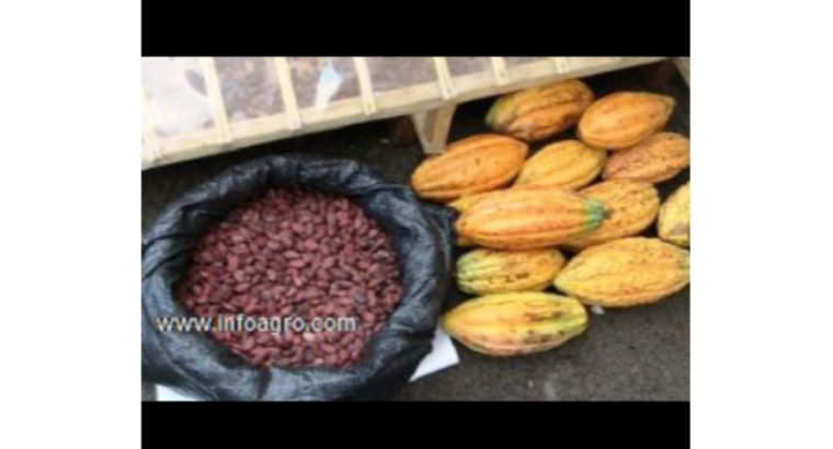 Se vende almendra de cacao seco