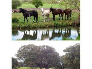 BUENA FINCA GANADERA, REGADÍO