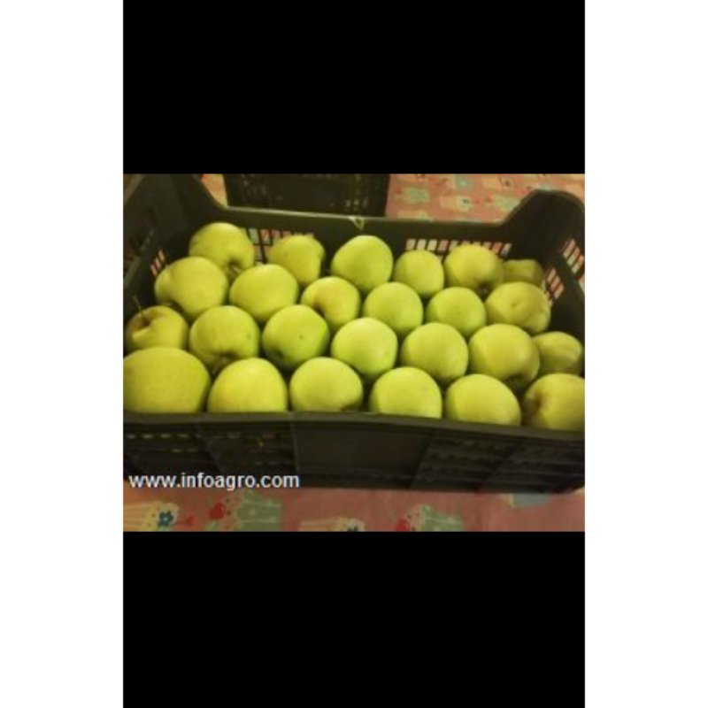 Se vende en león manzanas