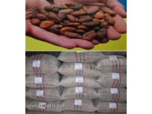 Se vende de cacao de colombia,tipo exportacion