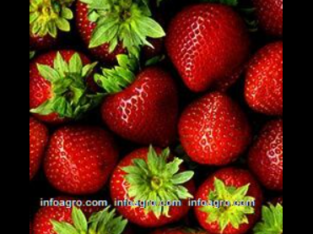 Se vende fresas / strawberries