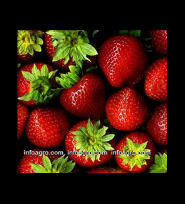 Se vende fresas / strawberries