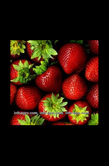 Se vende fresas / strawberries