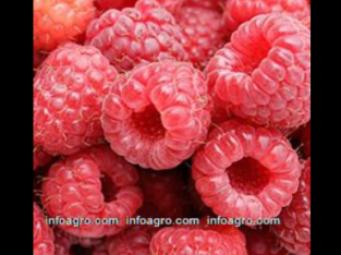 Se vende raspberries / frambuesas