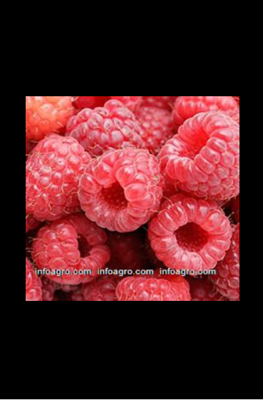 Se vende raspberries / frambuesas