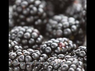 Se vende blackberries / moras