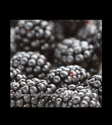 Se vende blackberries / moras