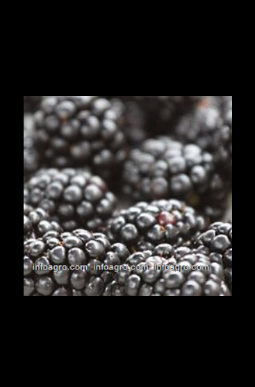 Se vende blackberries / moras