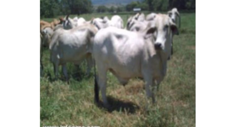 Se vende de ganado bovino para la exportacion