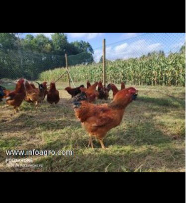 Se vende pollos capones – igp capón de vilalba
