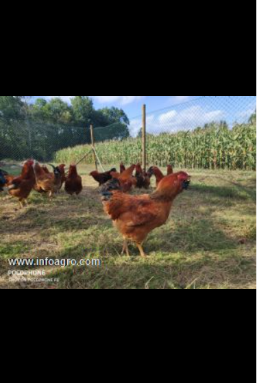 Se vende pollos capones – igp capón de vilalba