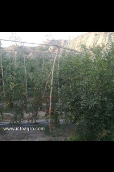 Se vende tomates cherry karelya