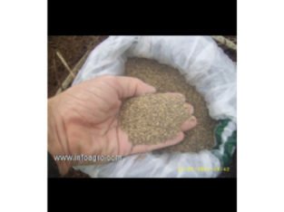 Se vende semillas pastos brachiarias colombia