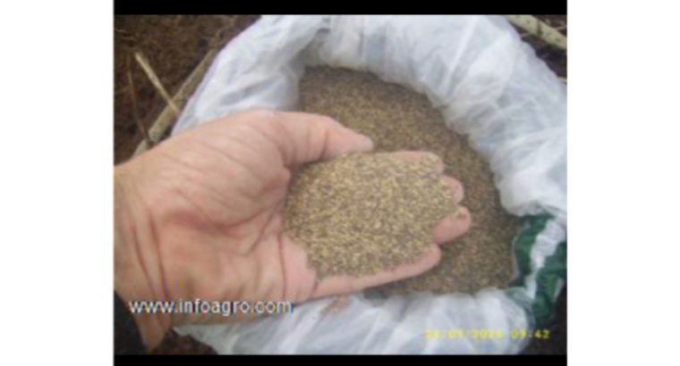 Se vende semillas pastos brachiarias colombia