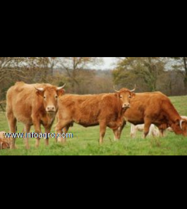 Se vende ganado vacas limusinas en emergencia